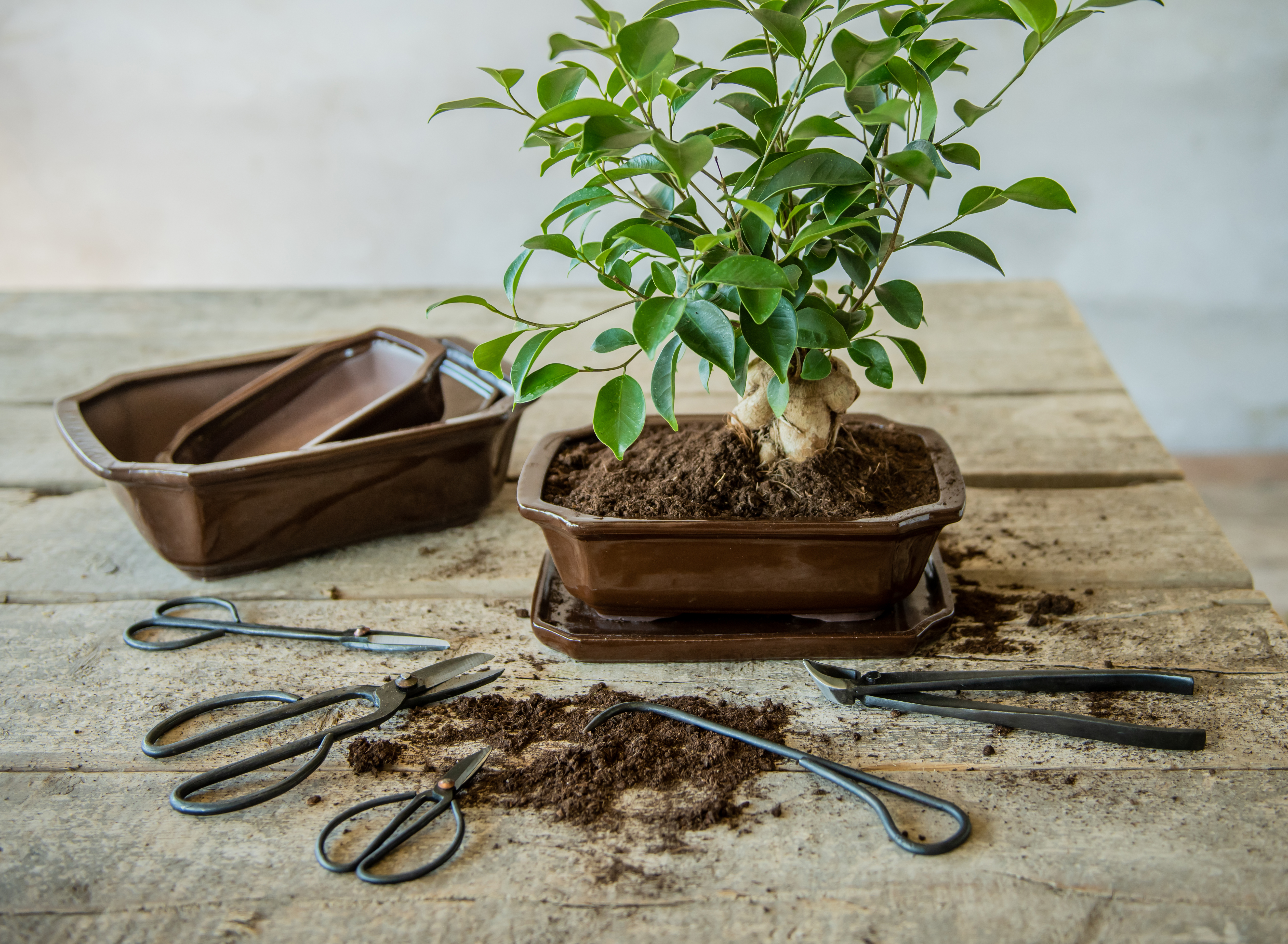 bonsai